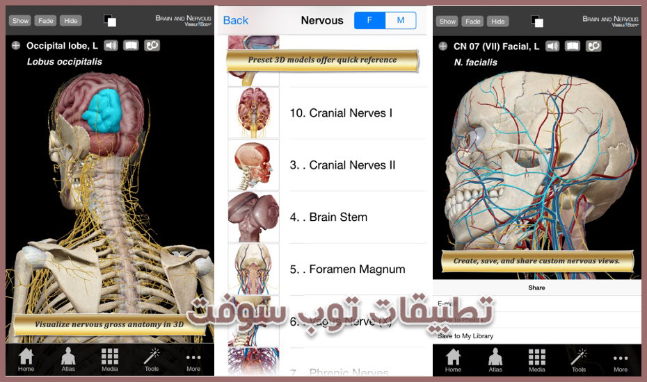 Brain and Nervous Anatomy Atlas: Essential Reference for Students and Healthcare Professionals
